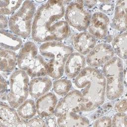 Immunohistochemistry-Paraffin: LIR-8/CD85c/LILRB5 Antibody [NBP1-84575] - Staining of human kidney shows moderate cytoplasmic positivity in tubular cells.