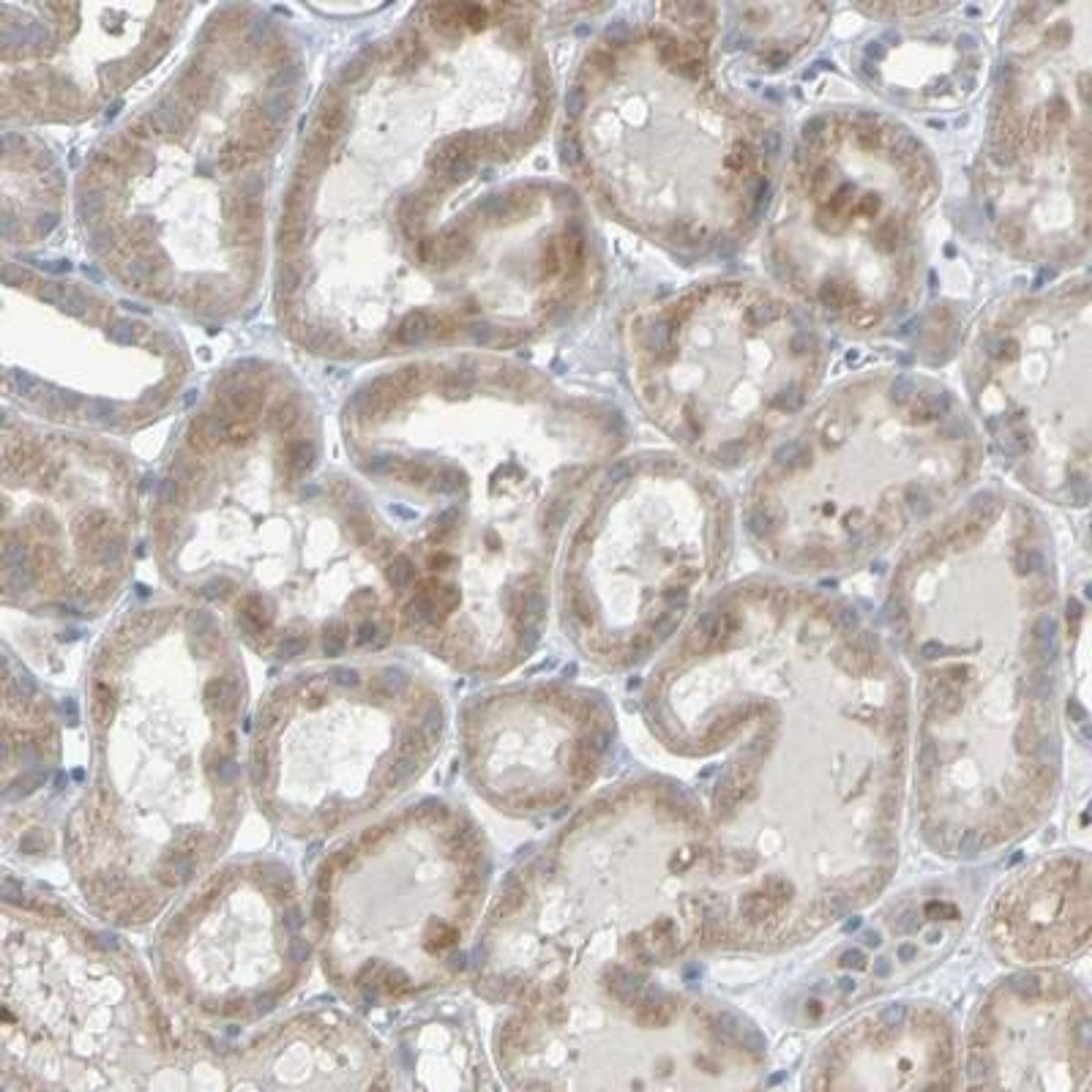 Immunohistochemistry-Paraffin: LIR-8/CD85c/LILRB5 Antibody [NBP1-84575] - Staining of human kidney shows moderate cytoplasmic positivity in tubular cells.