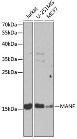 Western blot - MANF Antibody (A13371)