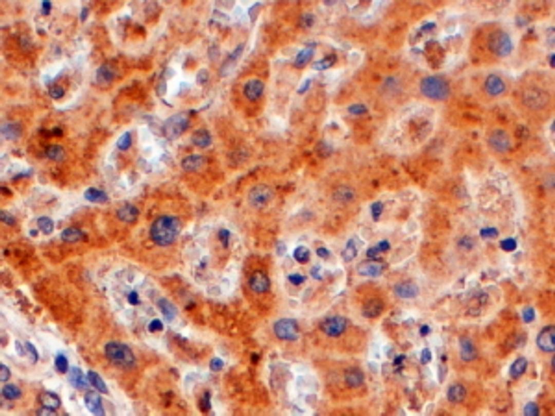 Immunohistochemistry (4μg/ml) staining of paraffin embedded Human Liver. Steamed antigen retrieval with Tris/EDTA buffer pH 9, HRP-staining.