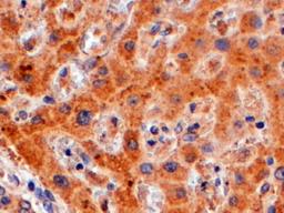 Immunohistochemistry (4μg/ml) staining of paraffin embedded Human Liver. Steamed antigen retrieval with Tris/EDTA buffer pH 9, HRP-staining.