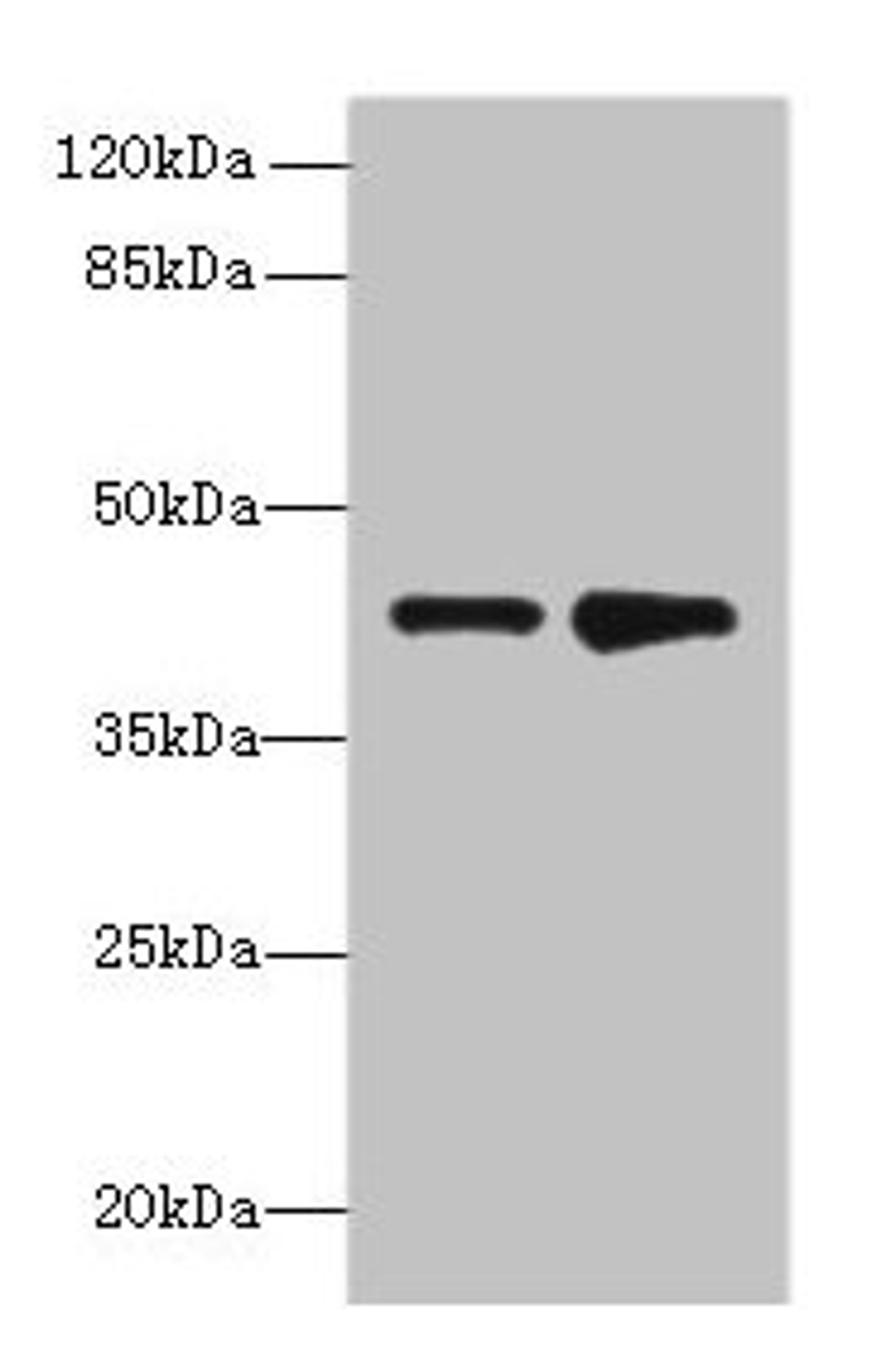 Western blot. All lanes: ELAVL4 antibody at 2µg/ml. Lane 1: MCF-7 whole cell lysate. Lane 2: 293T whole cell lysate. Secondary. Goat polyclonal to rabbit IgG at 1/10000 dilution. Predicted band size: 42, 41, 43 kDa. Observed band size: 42 kDa