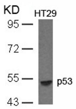 Western blot analysis of lysed extracts from HT29 cells using p53 (Ab-33).