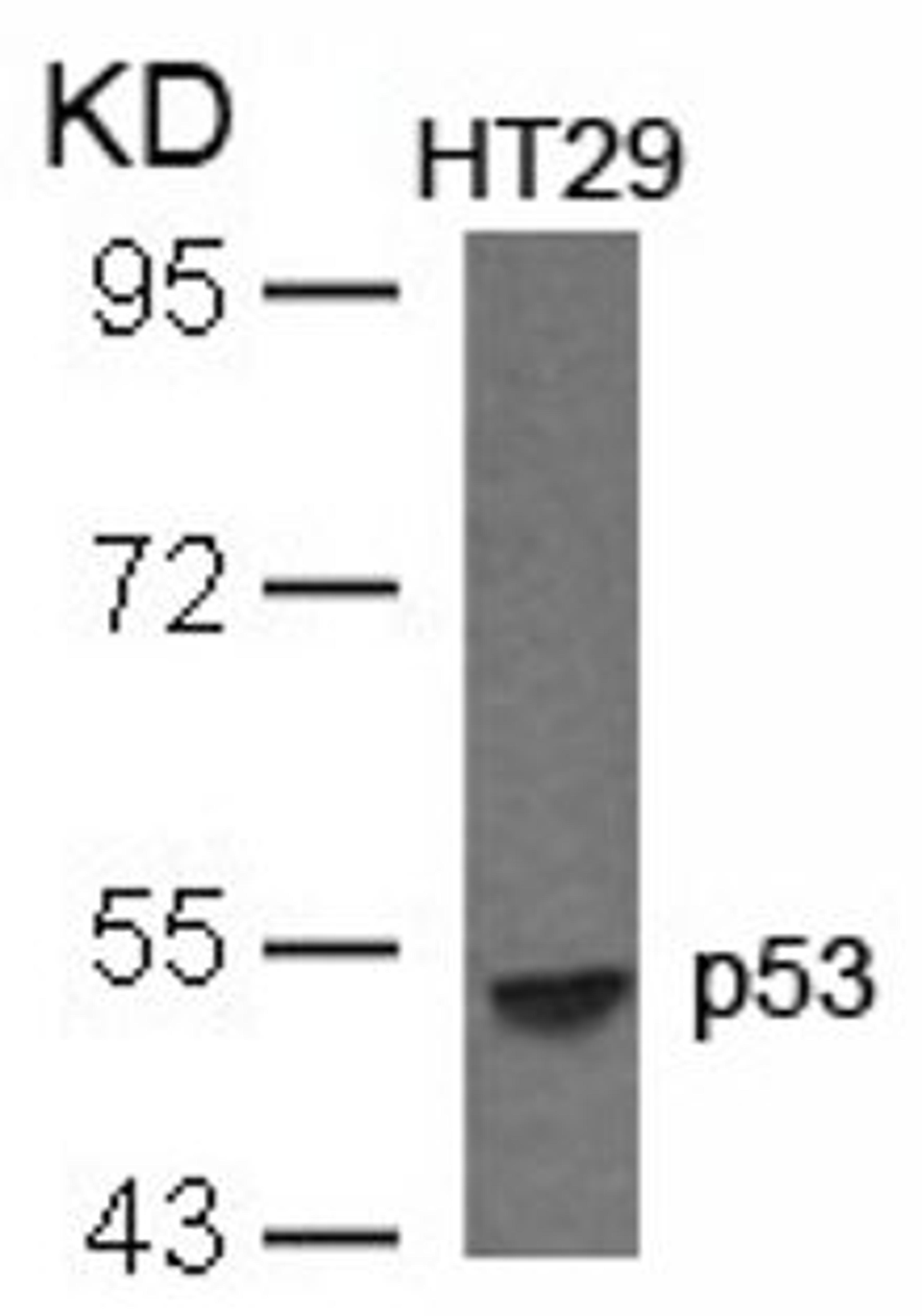 Western blot analysis of lysed extracts from HT29 cells using p53 (Ab-33).