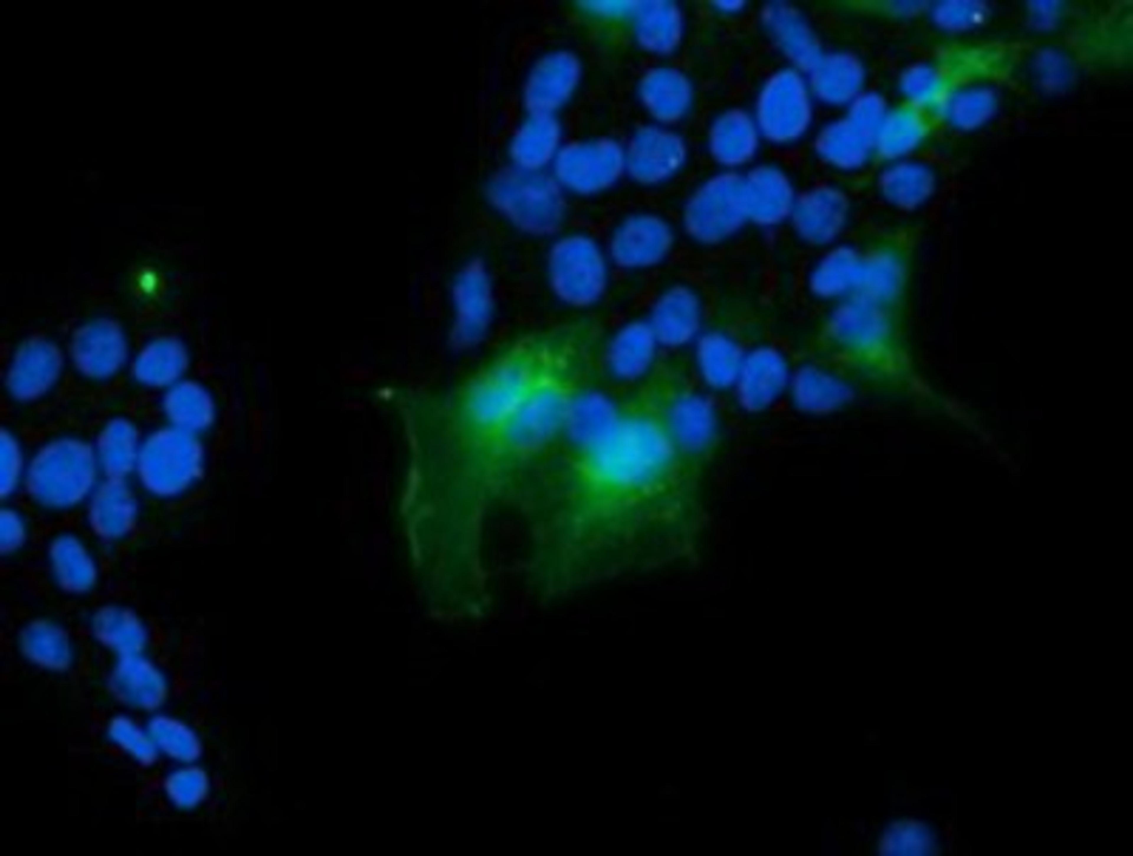 Immunocytochemistry/Immunofluorescence: VBP1 Antibody (2A3) [NBP2-03754] - Staining of COS7 cells transiently transfected by pCMV6-ENTRY VBP1.