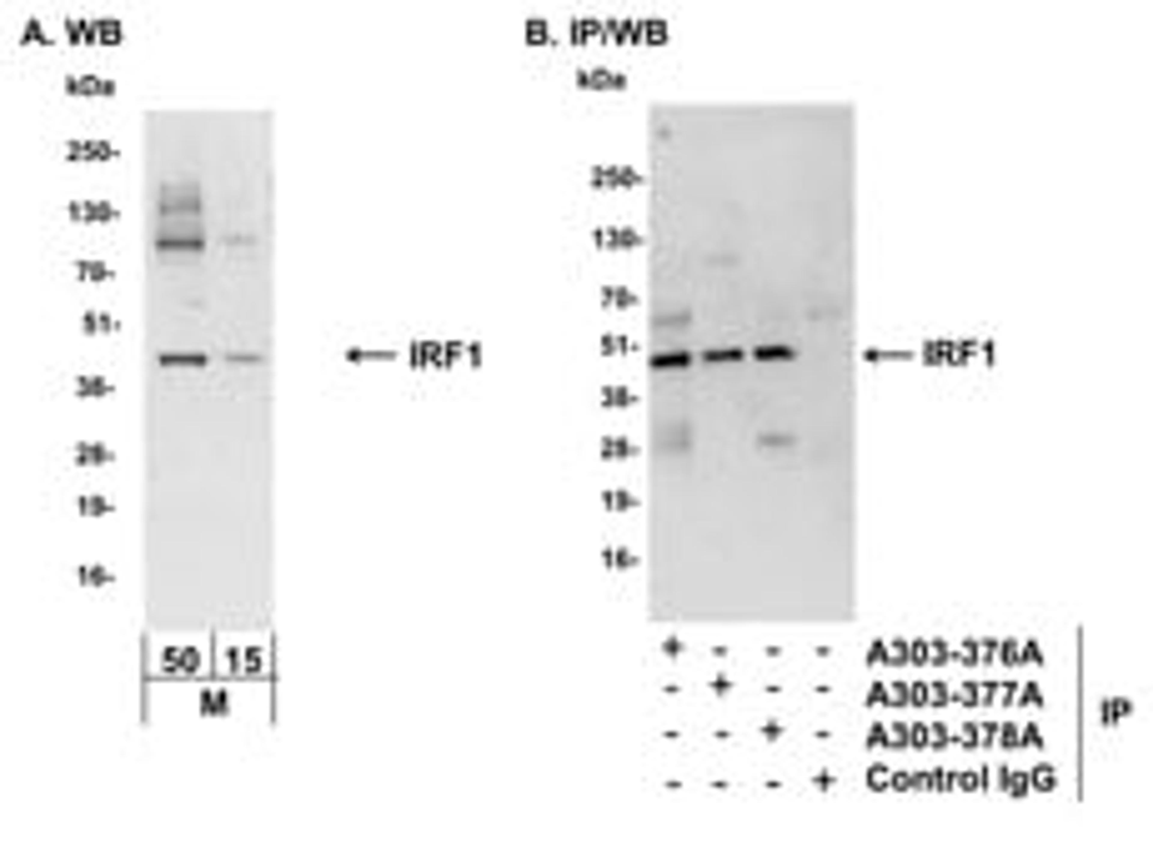 Detection of mouse IRF1 by western blot and immunoprecipitation.