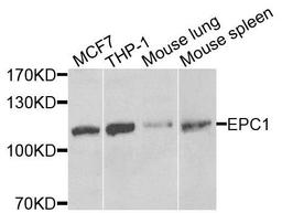 Western blot analysis of extracts of various cells using EPC1 antibody