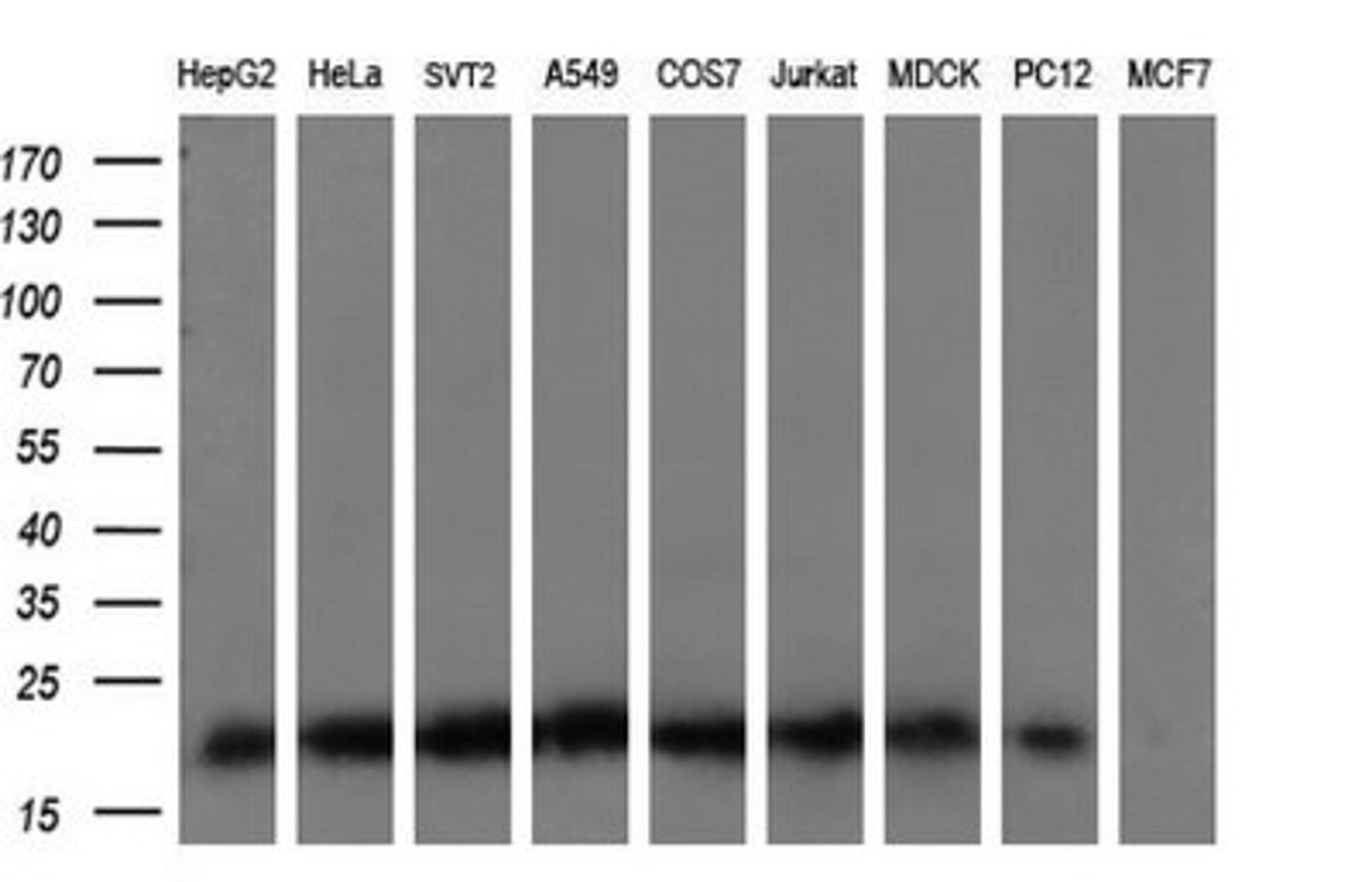 Western Blot: KRAS Antibody (2C1) [NBP2-45536] - Analysis of extracts (35ug) from 9 different cell lines (HepG2: human; HeLa: human; SVT2: mouse; A549: human; COS7: monkey; Jurkat: human; MDCK: canine; PC12: rat; MCF7: human).