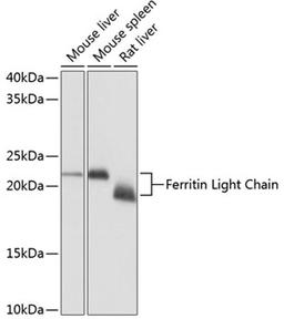 Western blot - Ferritin Light Chain Rabbit mAb (A11241)