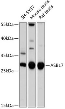 Western blot - ASB17 antibody (A17822)