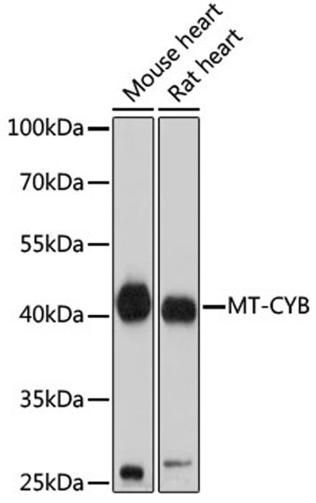 Western blot - MT-CYB antibody (A17966)