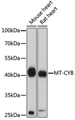 Western blot - MT-CYB antibody (A17966)