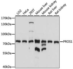 Western blot - PROS1 antibody (A1595)