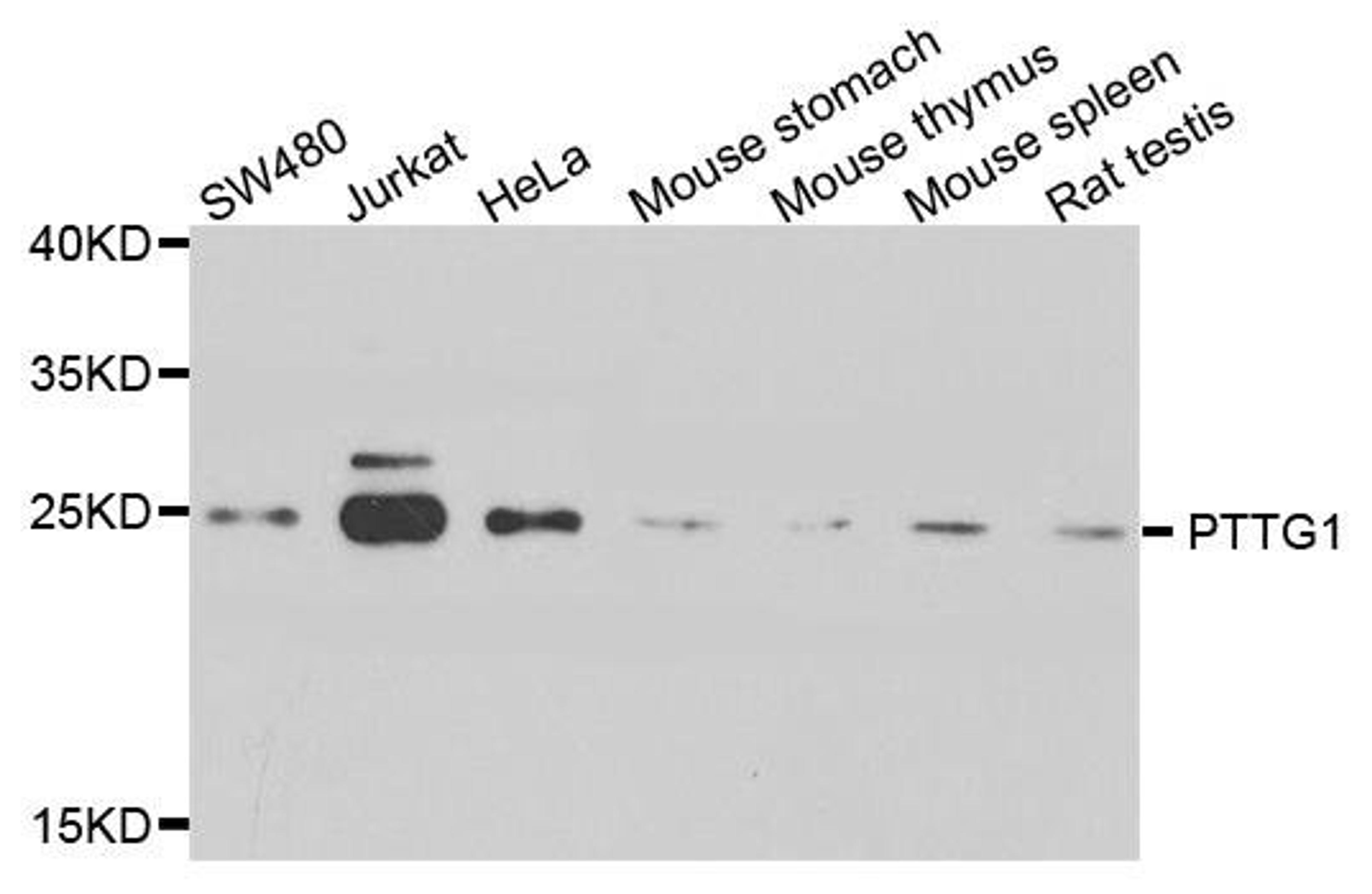 Western blot analysis of extract of various cells using PTTG1 antibody