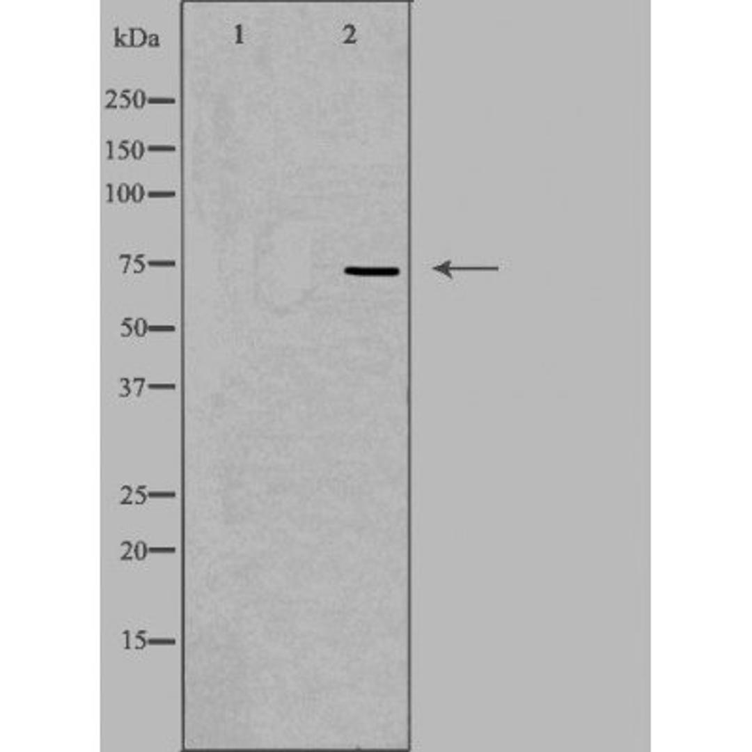 Western blot analysis of HuvEc cell using MAP9 antibody