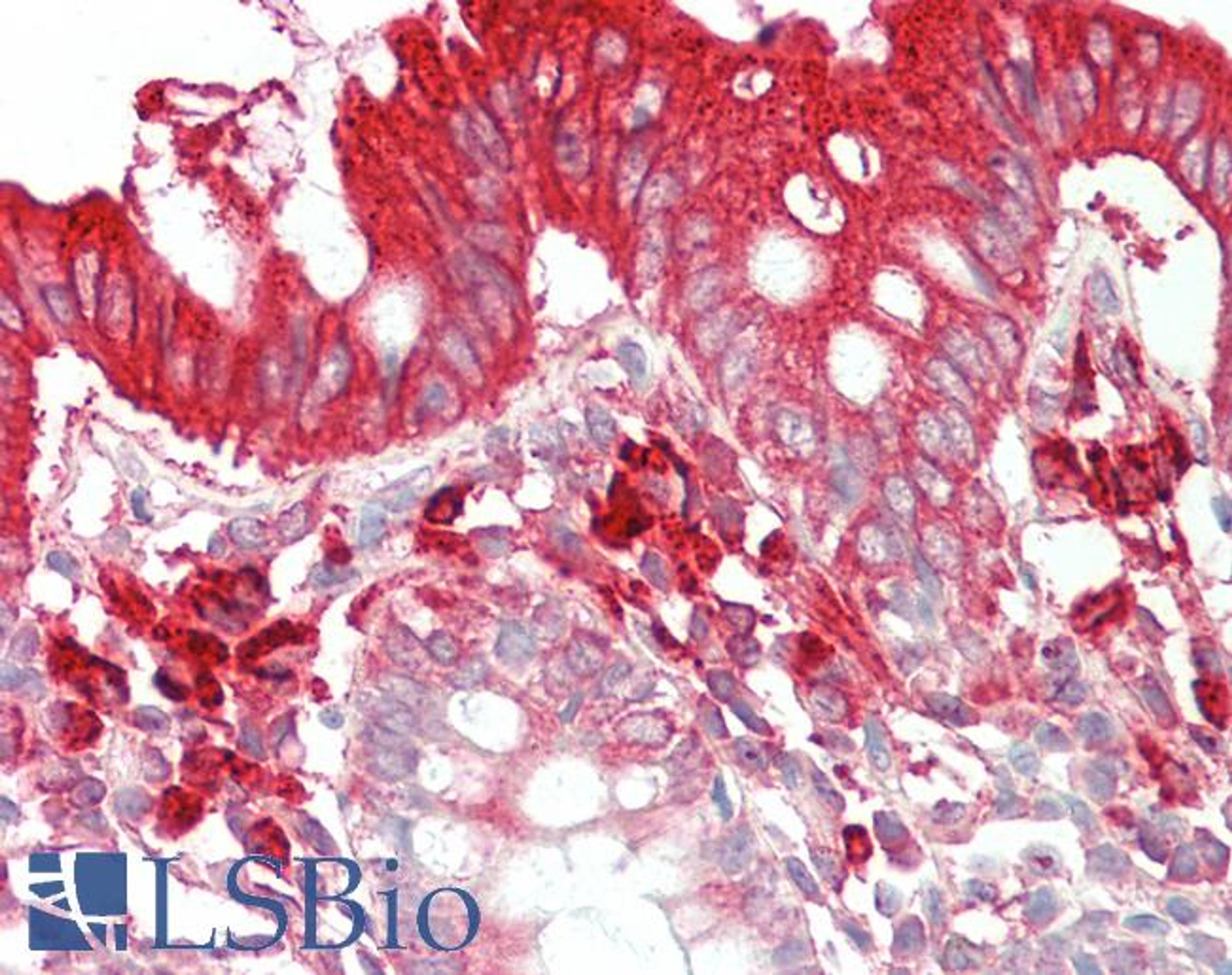 46-481 (5ug/ml) staining of paraffin embedded Human Colon. Steamed antigen retrieval with citrate buffer pH 6, AP-staining.