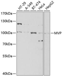 Western blot - MVP antibody (A1980)