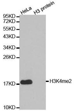 Western blot analysis of extracts of HeLa cell line and H3 protein expressed in E.coli using Histone Histone H3K4me2 antibody