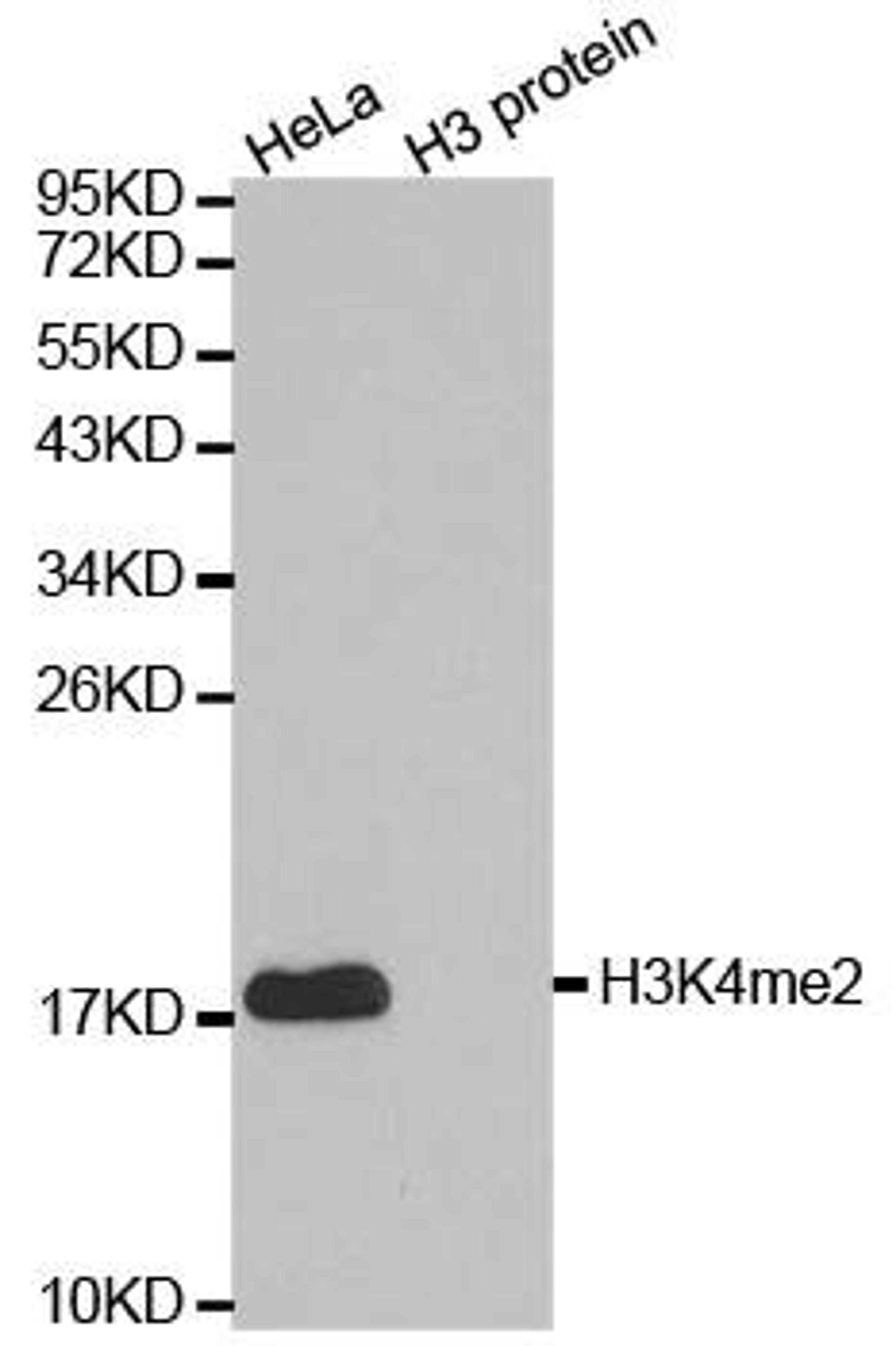 Western blot analysis of extracts of HeLa cell line and H3 protein expressed in E.coli using Histone Histone H3K4me2 antibody