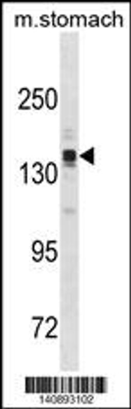 Western blot analysis in mouse stomach tissue lysates (35ug/lane).