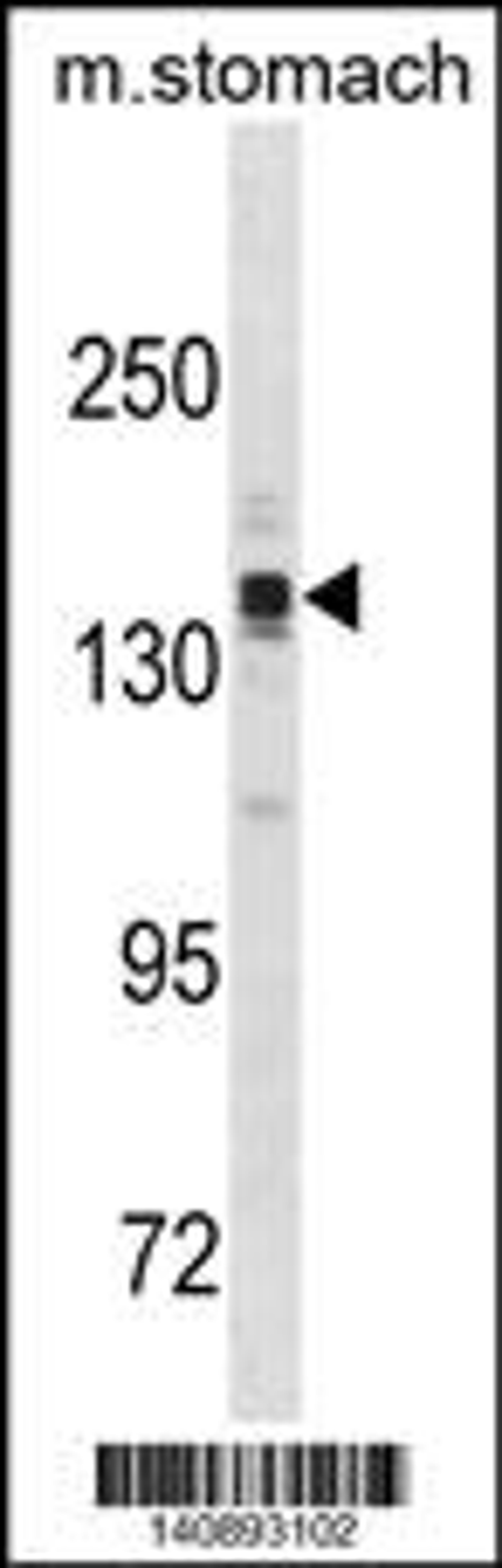 Western blot analysis in mouse stomach tissue lysates (35ug/lane).