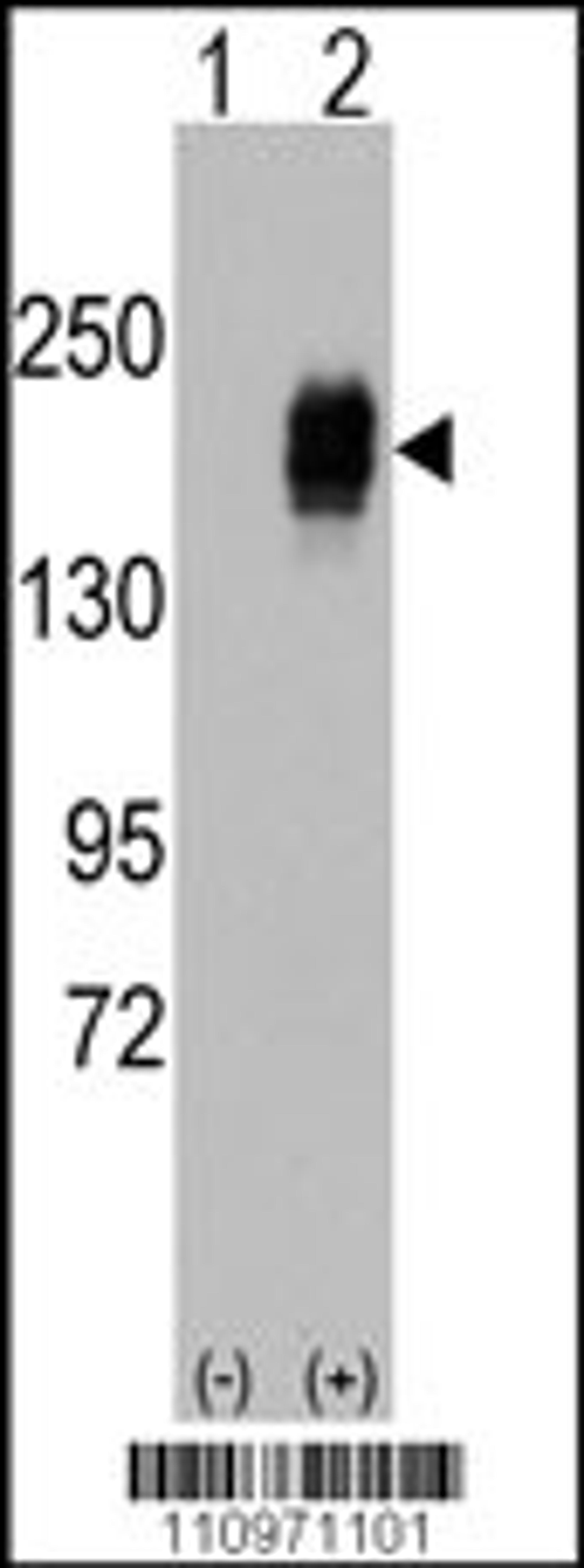 Western blot analysis of EGFR using rabbit polyclonal EGFR Antibody.293 cell lysates (2 ug/lane) either nontransfected (Lane 1) or transiently transfected with the EGFR gene (Lane 2).