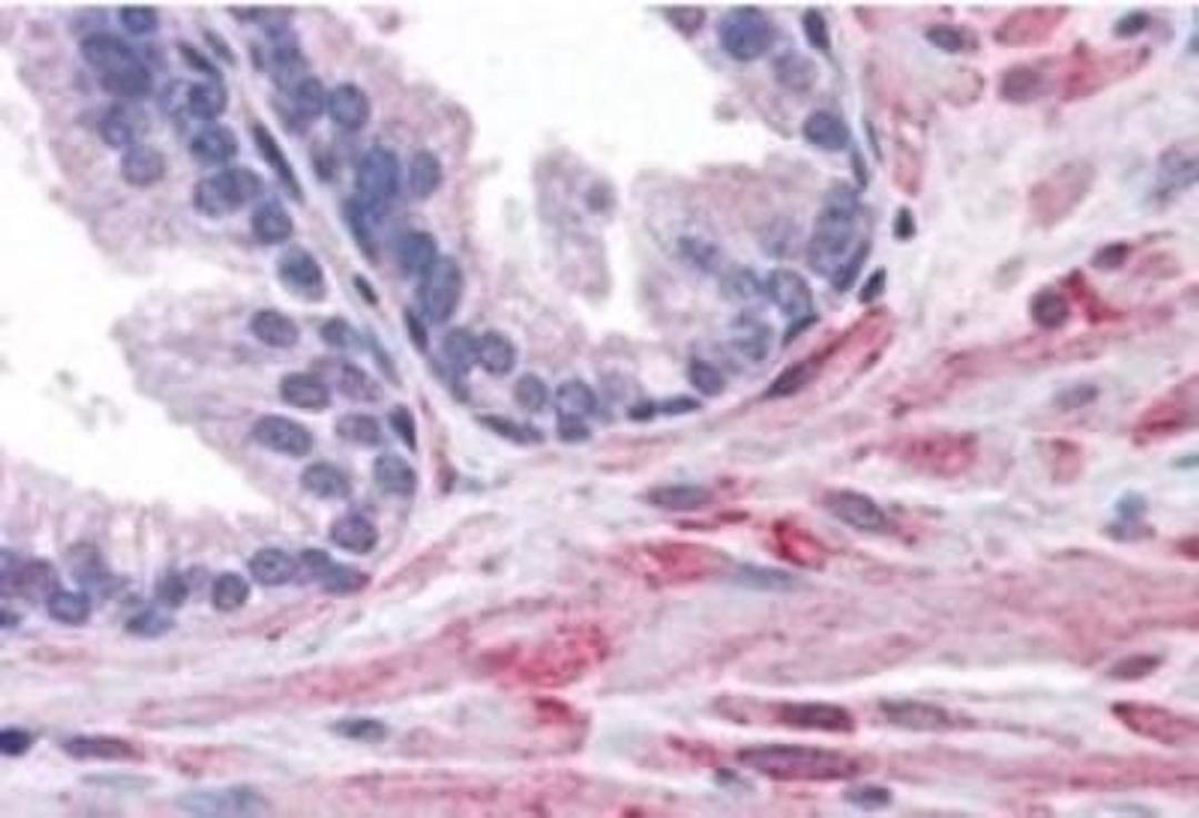 Immunohistochemistry-Paraffin: ELMO2 Antibody [NB100-879] - Staining of Human Prostate. Steamed antigen retrieval with citrate buffer pH 6, AP-staining.