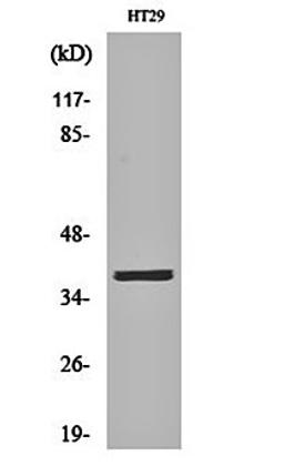 Western blot analysis of HT29 cell lysates using MEF-2B antibody