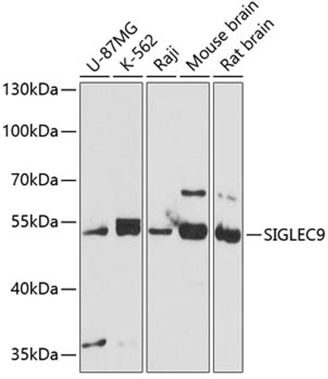 Western blot - SIGLEC9 antibody (A4648)