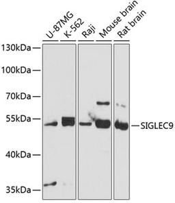 Western blot - SIGLEC9 antibody (A4648)