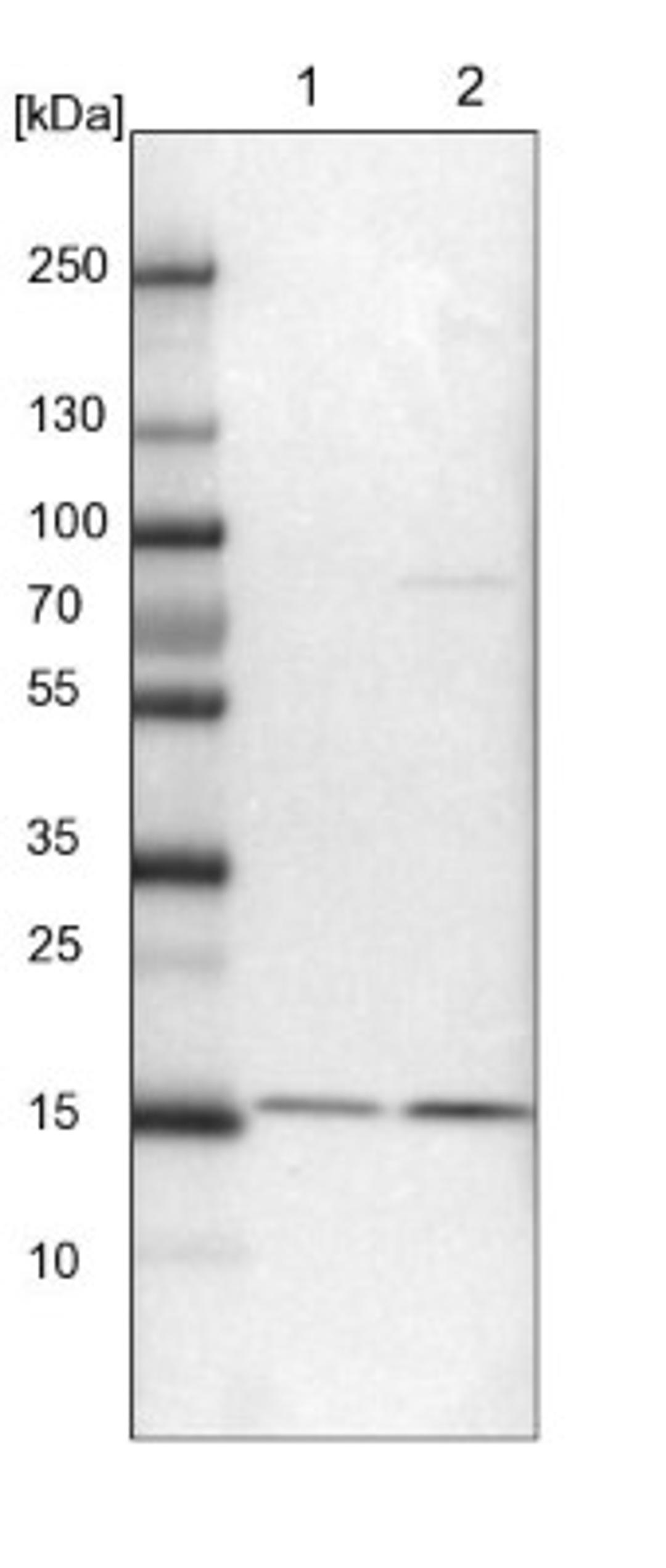 Western Blot: EDF1 Antibody [NBP1-84011] - Lane 1: NIH-3T3 cell lysate (Mouse embryonic fibroblast cells)<br/>Lane 2: NBT-II cell lysate (Rat Wistar bladder tumour cells)