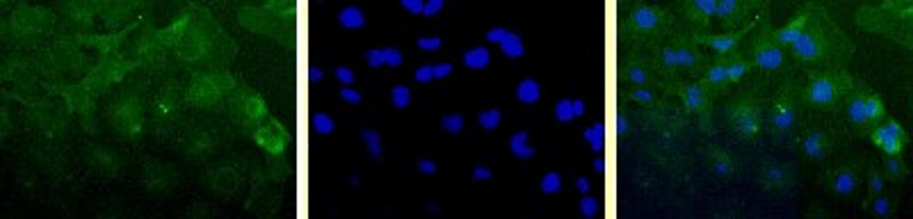 Immunocytochemistry/Immunofluorescence: Survivin Antibody (60.11) [NB500-238] - Detection of Survivin protein (Green) in Hela cells using NB500-238. Nuclei(Blue) were counterstained using Hoechst 33258.