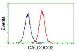 Flow Cytometry: NDP52 Antibody (4H5) [NBP2-03246] - Analysis of Hela cells, using anti-NDP52 antibody, (Red), compared to a nonspecific negative control antibody (Blue).