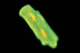 Immunocytochemistry/Immunofluorescence: Tropomyosin-1 Antibody (TM311) [NB100-1908] - A formaldehyde-fixed cardiomyocyte isolated from rat heart using Monoclonal Anti-Tropomyosin (36/39 kDa) produced in mouse