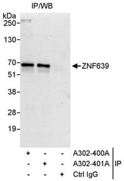 Detection of human ZNF639 by western blot of immunoprecipitates.