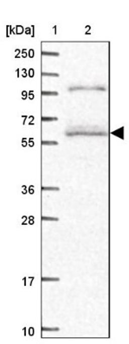 Western Blot: SMG9 Antibody [NBP2-13354] - Lane 1: Marker [kDa] 250, 130, 95, 72, 55, 36, 28, 17, 10<br/>Lane 2: Human cell line RT-4