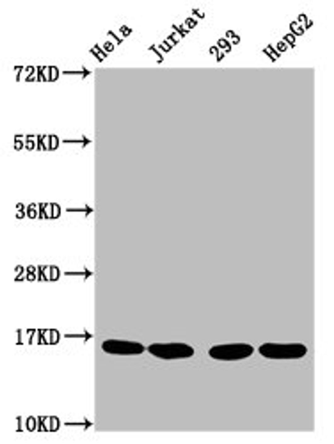 Western Blot. Positive WB detected in: Hela whole cell lysate, Jurkat whole cell lysate, 293 whole cell lysate, HepG2 whole cell lysate. All lanes: HIST1H3A antibody at 1.5µg/ml. Secondary. Goat polyclonal to rabbit IgG at 1/50000 dilution. Predicted band size: 16 kDa. Observed band size: 16 kDa