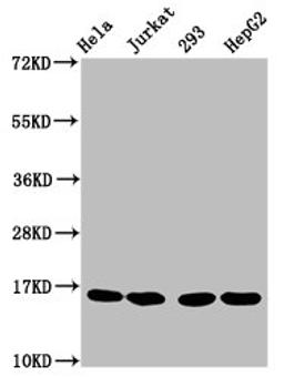 Western Blot. Positive WB detected in: Hela whole cell lysate, Jurkat whole cell lysate, 293 whole cell lysate, HepG2 whole cell lysate. All lanes: HIST1H3A antibody at 1.5µg/ml. Secondary. Goat polyclonal to rabbit IgG at 1/50000 dilution. Predicted band size: 16 kDa. Observed band size: 16 kDa