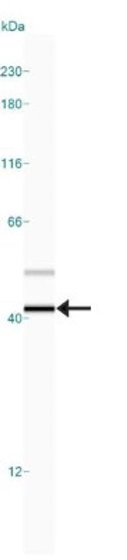 Simple Western: GAPDH Antibody [NB100-56875] - Simple Western lane view shows a specific band for GAPDH in 0.5 mg/ml of HeLa lysate.  This experiment was performed under reducing A246conditions using the 12-230 kDa separation system.