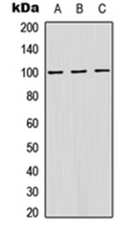 Western blot analysis of HeLa (Lane 1), MCF7 (Lane 2), Raw264.7 (Lane 3) whole cell lysates using ATP1A1 (phospho-S16) antibody