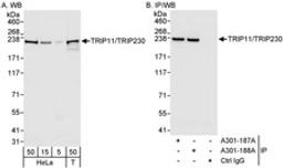 Detection of human TRIP11/TRIP230 by western blot and immunoprecipitation.