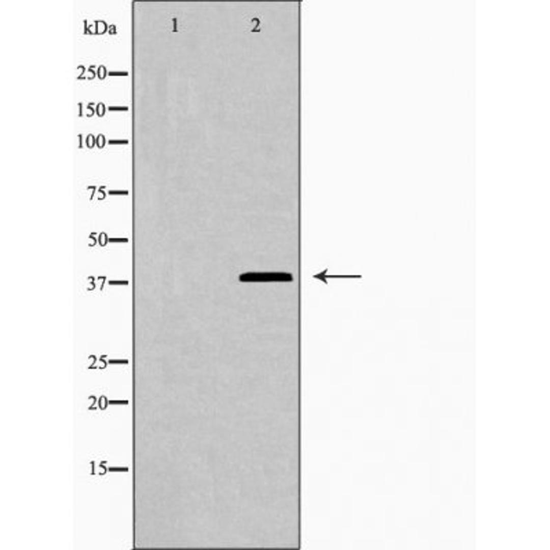 Western blot analysis of HepG2 cells using LEG9 antibody