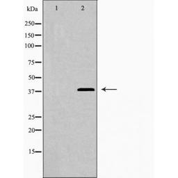 Western blot analysis of HepG2 cells using LEG9 antibody