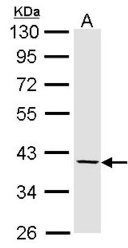 Western Blot: Fibromodulin/FMOD Antibody [NBP1-31657] -  A: Hep G2.