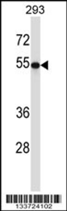 Western blot analysis in 293 cell line lysates (35ug/lane).