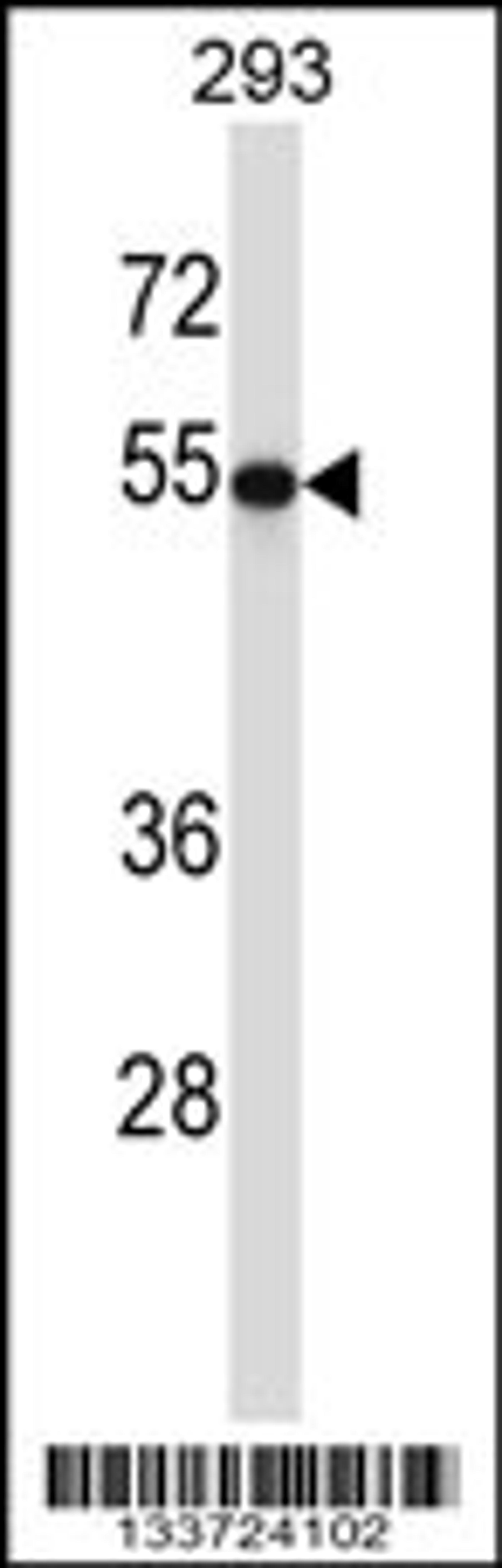 Western blot analysis in 293 cell line lysates (35ug/lane).