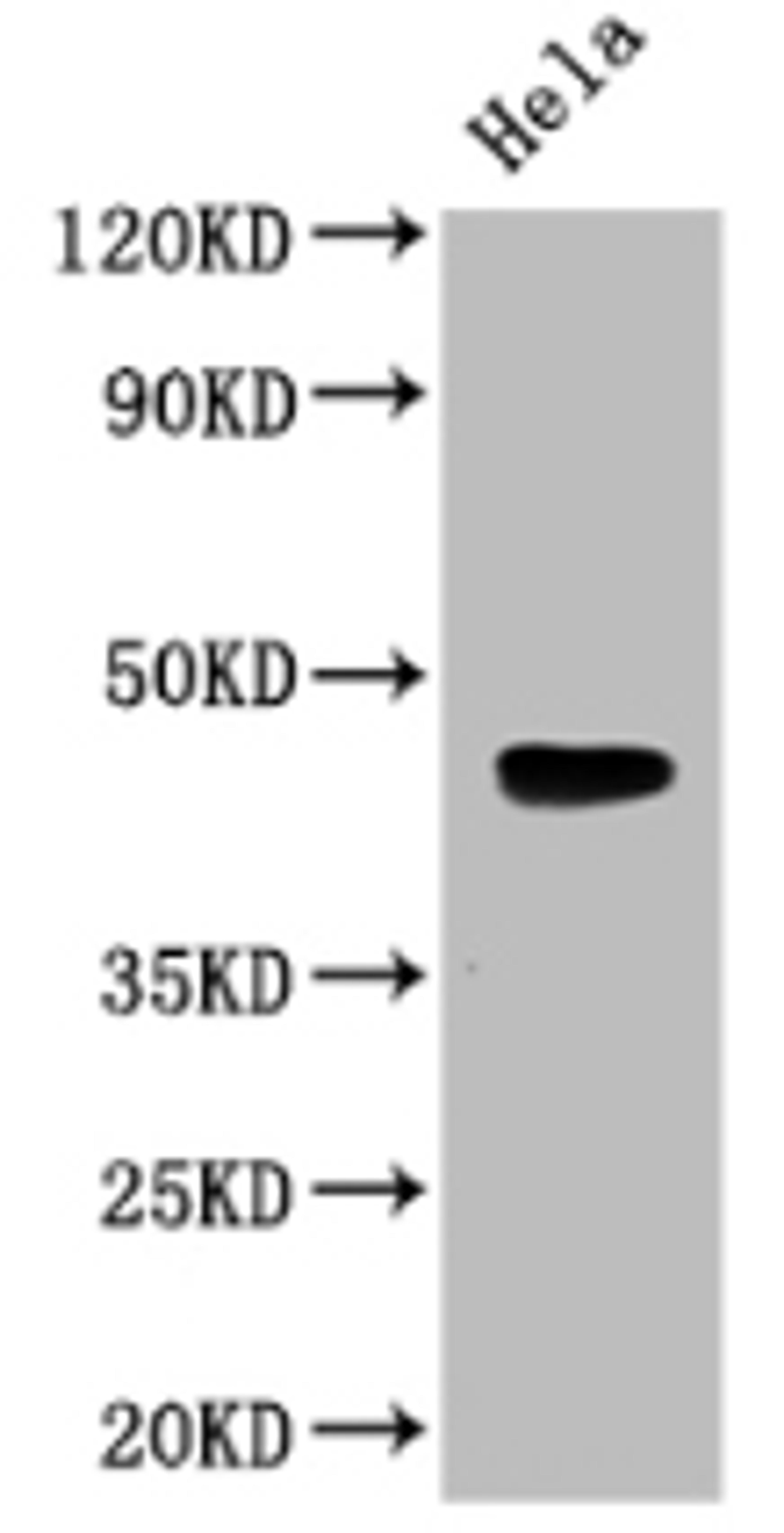 Western Blot. Positive WB detected in: Mouse heart tissue. All lanes: WNT5A antibody at 3ug/ml. Secondary. Goat polyclonal to rabbit IgG at 1/50000 dilution. Predicted band size: 43, 41 kDa. Observed band size: 43 kDa.