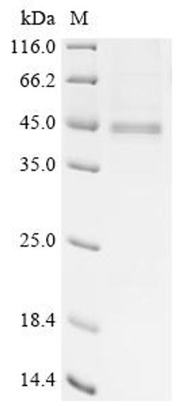 (Tris-Glycine gel) Discontinuous SDS-PAGE (reduced) with 5% enrichment gel and 15% separation gel.