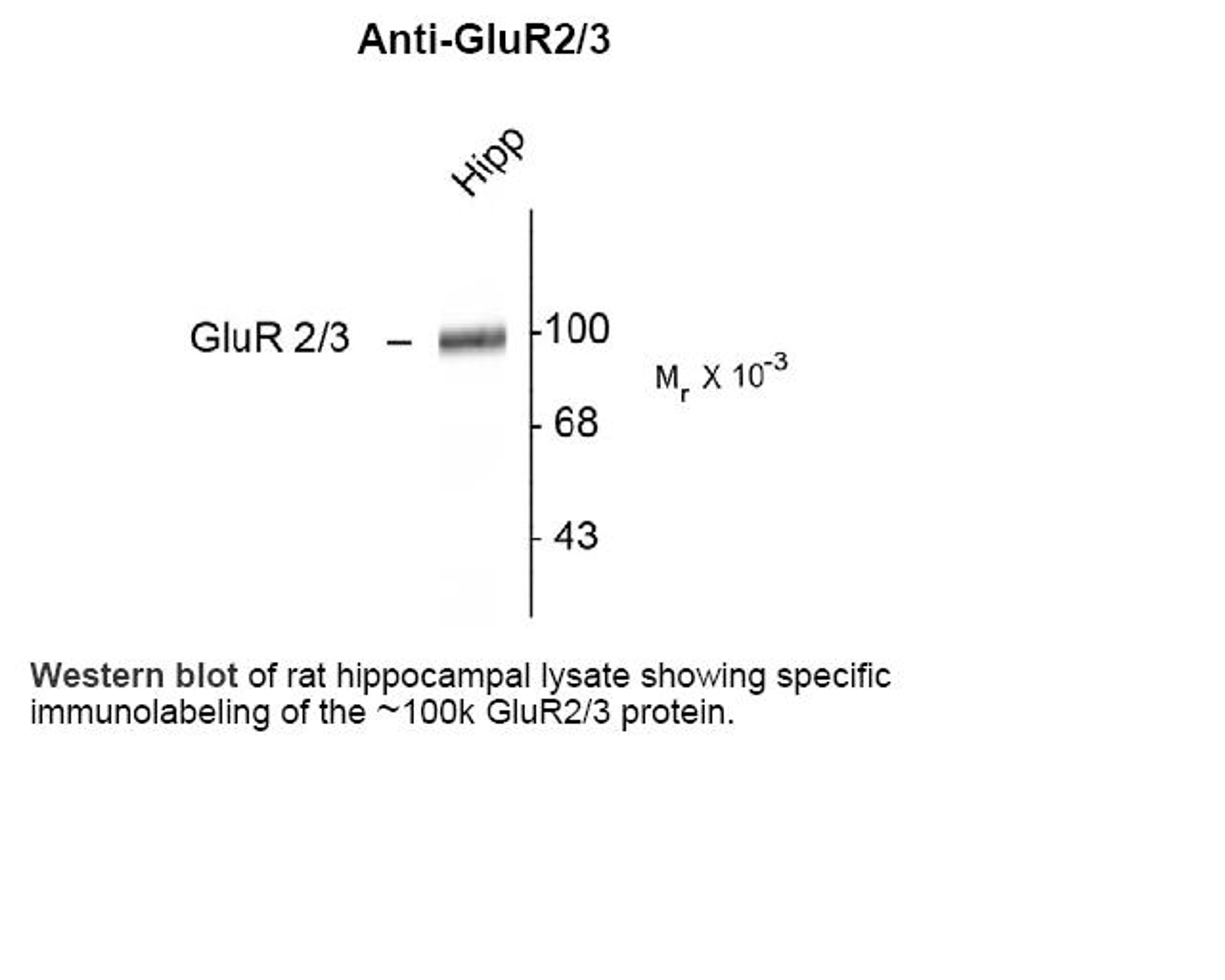 Western blot of rat hippocampal lysate showing specific immunolabeling of the ~100k GluR2/3 protein.