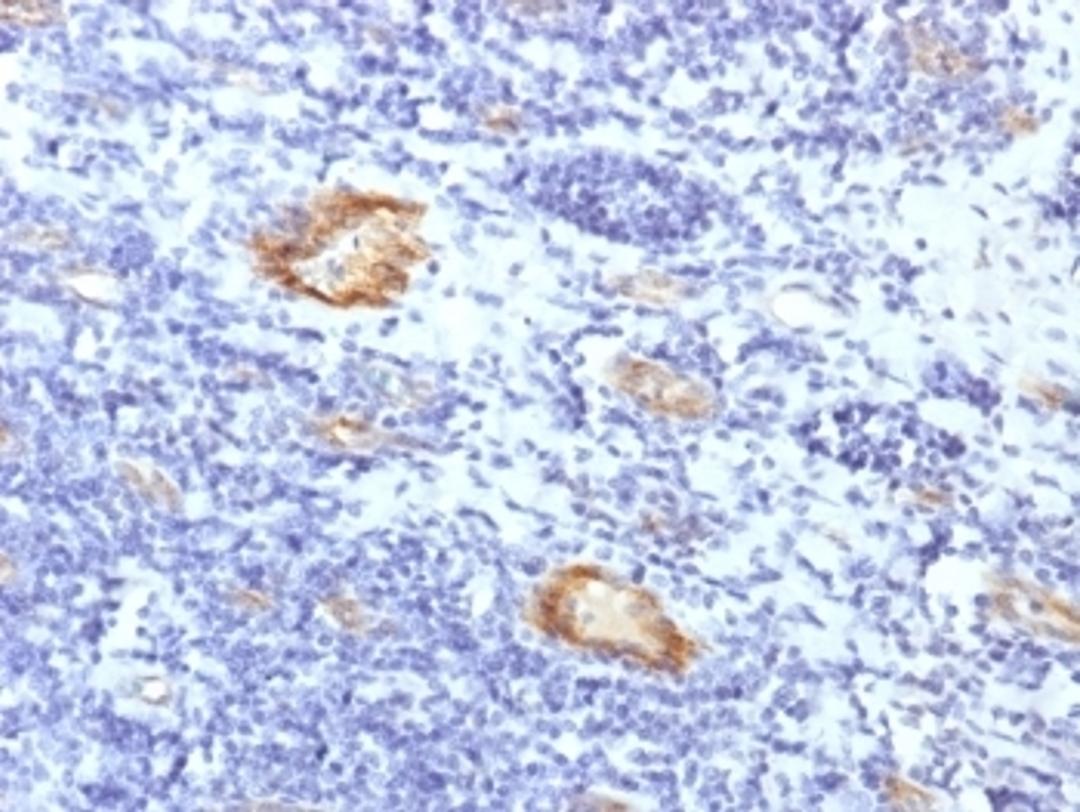 IHC testing of FFPE human tonsil with recombinant vWF antibody (clone VWF/1859R). Required HIER: boil tissue sections in 10mM citrate buffer, pH 6, for 10-20 min followed by cooling at RT for 20 min.